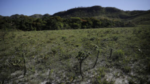 A crise do Cerrado em revisão: – 6. Floresta invertida