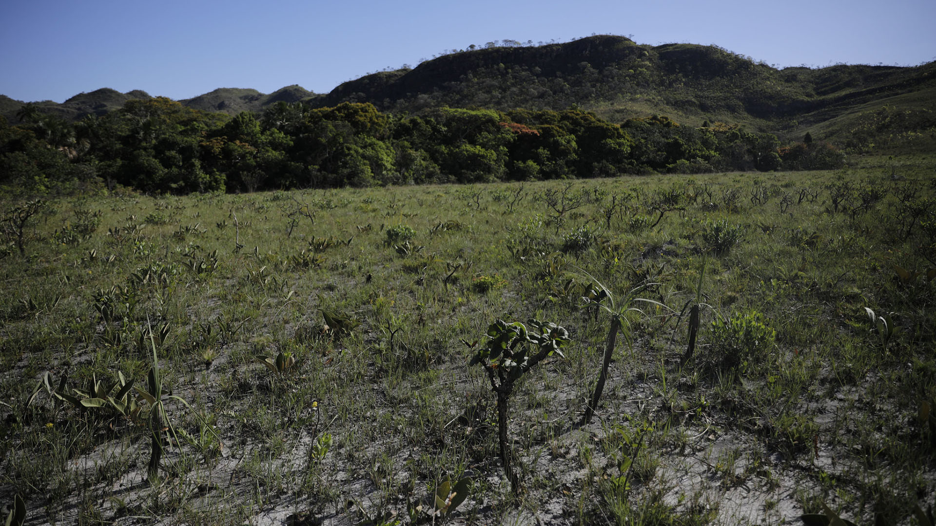 A crise do Cerrado em revisão: – 6. Floresta invertida