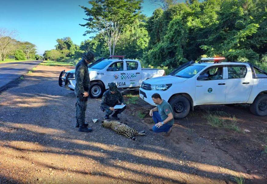 Avanço de pastos e lavouras aumenta acidentes em rodovia de São Paulo 