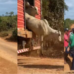 Depois do fogo, o que será da Amazônia?