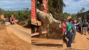 Depois do fogo, o que será da Amazônia?