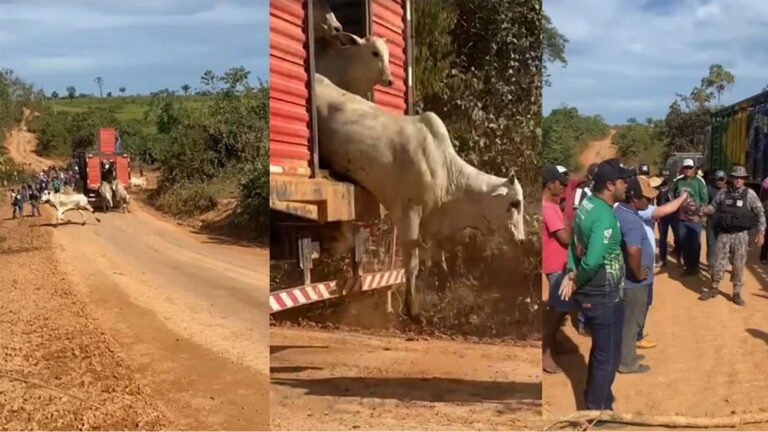 Depois do fogo, o que será da Amazônia?