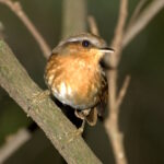 Desmatamento altera características físicas de aves da Mata Atlântica