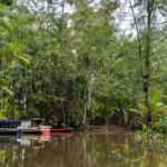 Expedição científica avaliará impacto das mudanças climáticas nos açaizais e na água no Marajó