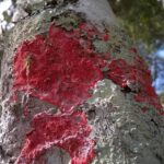 MMA cria primeira lista oficial de fungos ameaçados de extinção