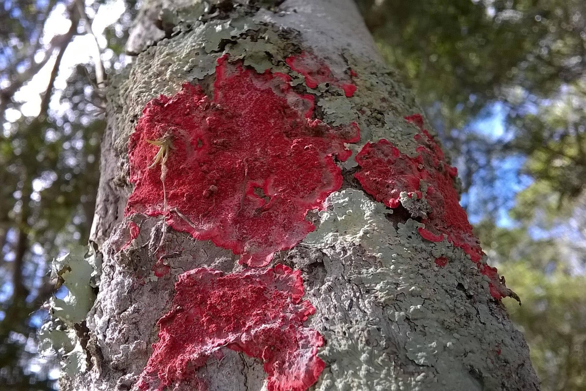 MMA cria primeira lista oficial de fungos ameaçados de extinção