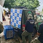 Macaco-prego que era mantido acorrentado em casa no Rio de Janeiro é resgatado