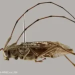 Novo gênero de besouro é confirmado em reserva no Peru