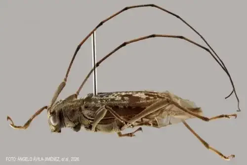 Novo gênero de besouro é confirmado em reserva no Peru