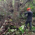 Oleorresina de copaíba da Amazônia apresenta baixa toxicidade