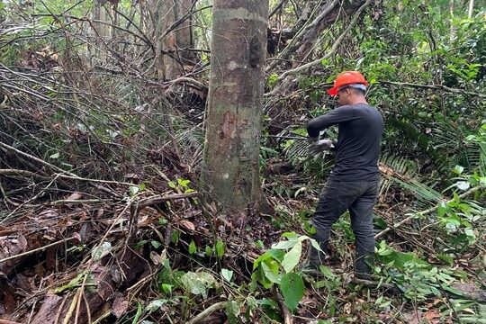 Oleorresina de copaíba da Amazônia apresenta baixa toxicidade