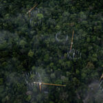 como a Amazônia reage a ambiente rico em CO2?