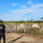 violência letal cai em 8 estados da Amazônia Legal