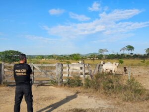 violência letal cai em 8 estados da Amazônia Legal