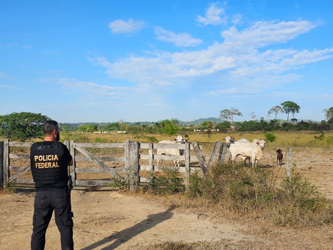 violência letal cai em 8 estados da Amazônia Legal