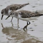 A grande jornada das aves migratórias – e dos pesquisadores que lutam para conservá-las