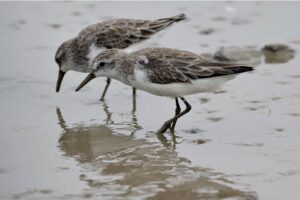 A grande jornada das aves migratórias – e dos pesquisadores que lutam para conservá-las
