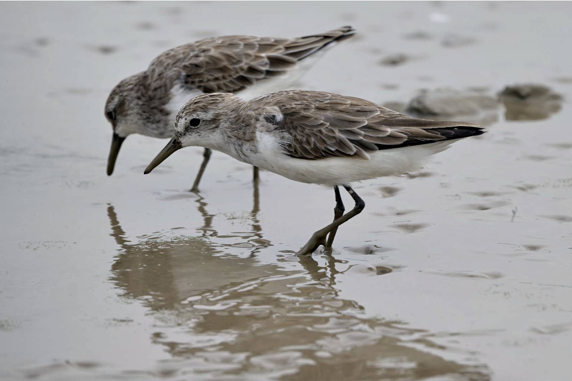 A grande jornada das aves migratórias – e dos pesquisadores que lutam para conservá-las