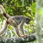 A volta dos muriquis às matas de Ibitipoca, em Minas Gerais