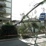 As árvores não falham. As cidades, sim