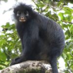 Cientistas descobrem espécie de macaco que passou anos “escondida” na floresta congolesa