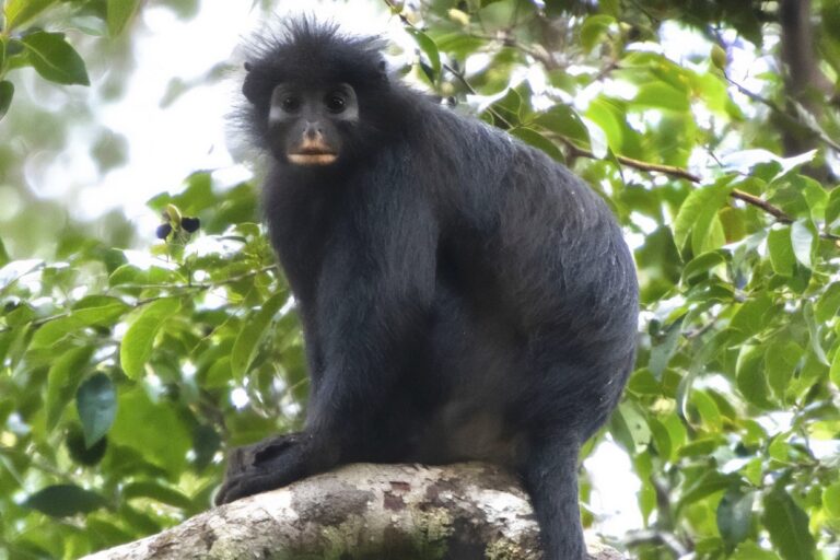 Cientistas descobrem espécie de macaco que passou anos “escondida” na floresta congolesa