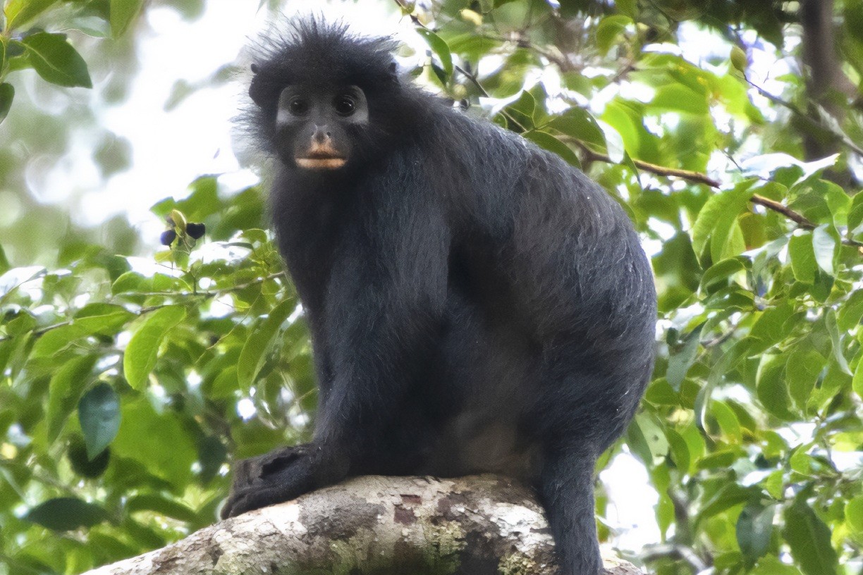 Cientistas descobrem espécie de macaco que passou anos “escondida” na floresta congolesa