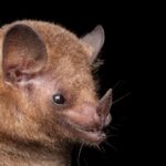 Coextinção: quando a perda de uma espécie significa o fim de outra