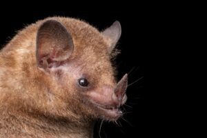 Coextinção: quando a perda de uma espécie significa o fim de outra