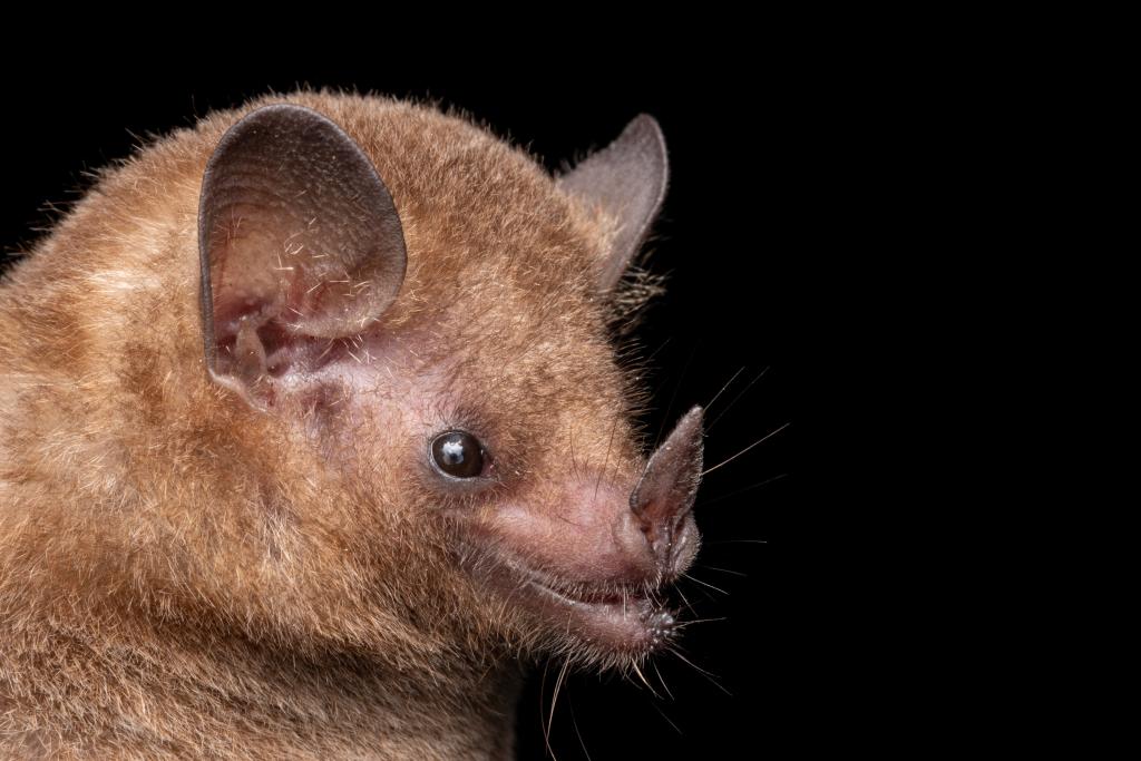 Coextinção: quando a perda de uma espécie significa o fim de outra