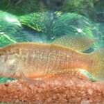Como uma memória de infância levou à descoberta de um peixe no Ceará