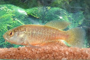 Como uma memória de infância levou à descoberta de um peixe no Ceará