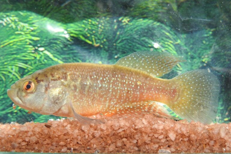 Como uma memória de infância levou à descoberta de um peixe no Ceará
