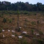 Jader Barbalho quer urgência para reduzir Floresta Nacional do Jamanxim