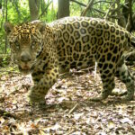 Levantamento revela redução alarmante de fêmeas de onça-pintada na Amazônia
