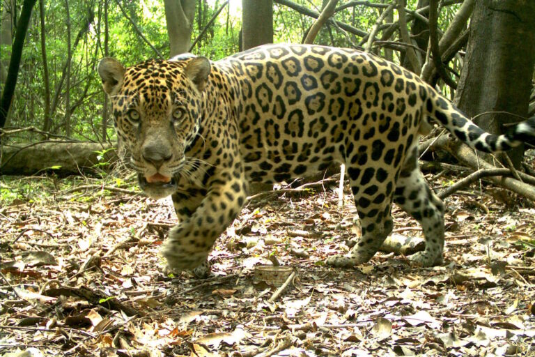 Levantamento revela redução alarmante de fêmeas de onça-pintada na Amazônia