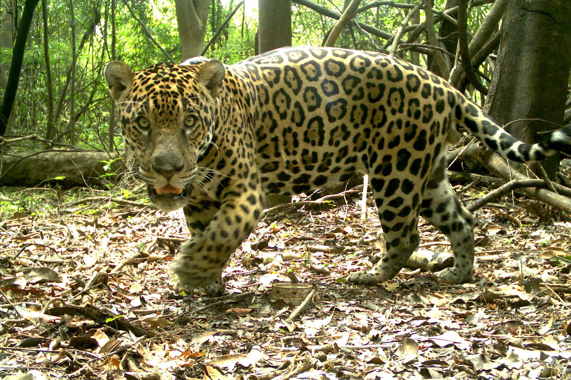 Levantamento revela redução alarmante de fêmeas de onça-pintada na Amazônia