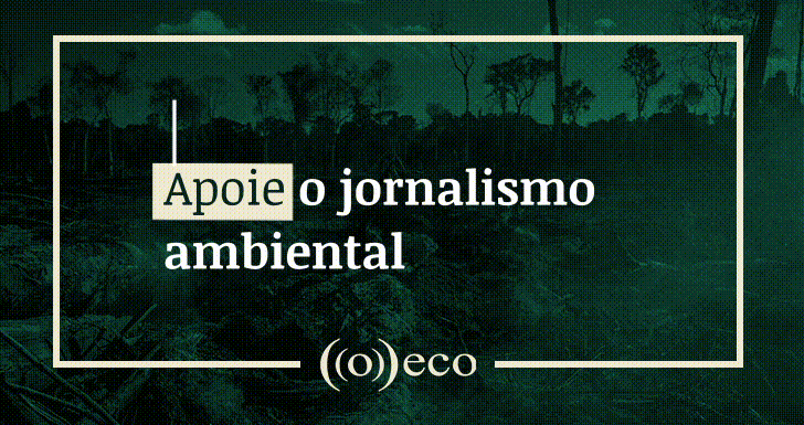 O oceano que nos sustenta e o que está em jogo quando o coral branqueia