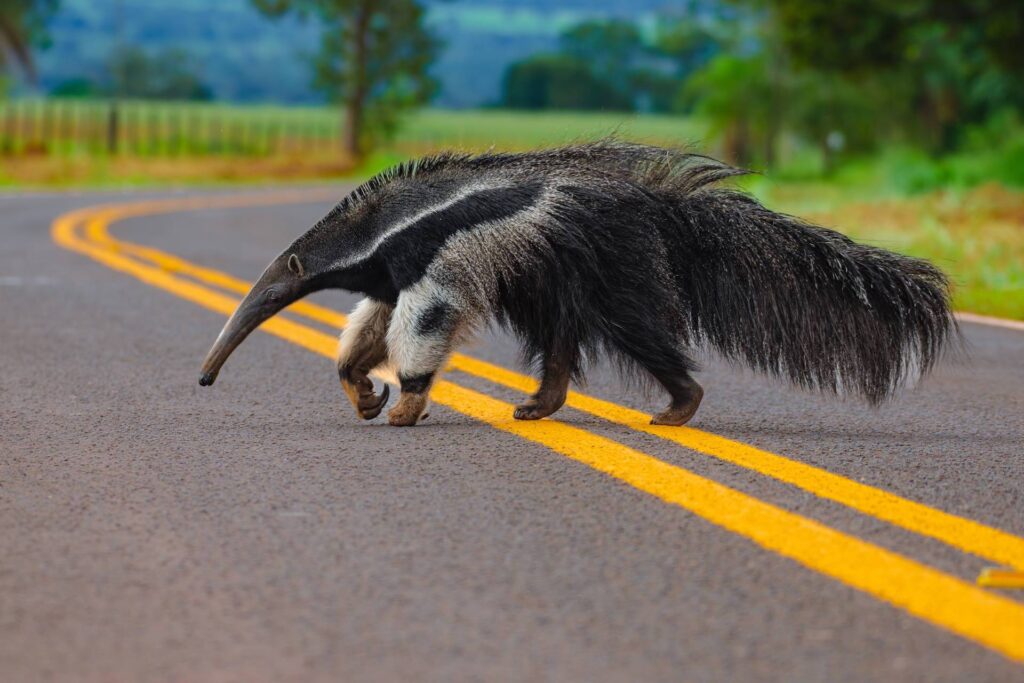O que leva caminhoneiros a atropelar ou desviar de animais silvestres em rodovias?