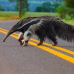 O que leva caminhoneiros a atropelar ou desviar de animais silvestres em rodovias?