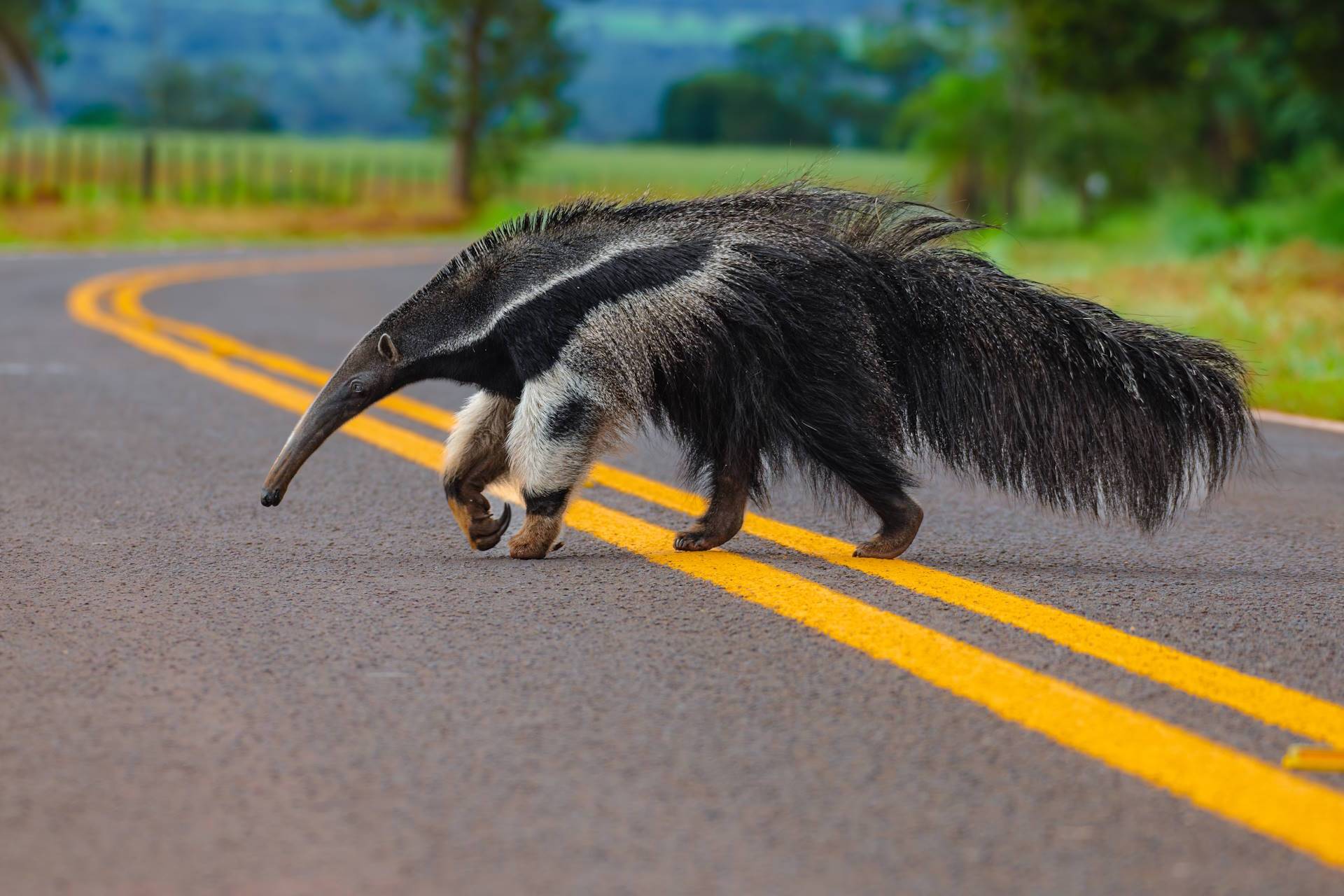 O que leva caminhoneiros a atropelar ou desviar de animais silvestres em rodovias?