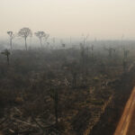 Por que os desmatadores investem em destruir a floresta amazônica –1: introdução à série