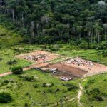 Por que os desmatadores investem em destruir a floresta amazônica – 7: riscos e conclusões
