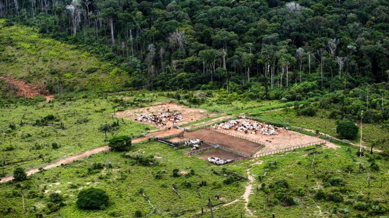 Por que os desmatadores investem em destruir a floresta amazônica – 7: riscos e conclusões
