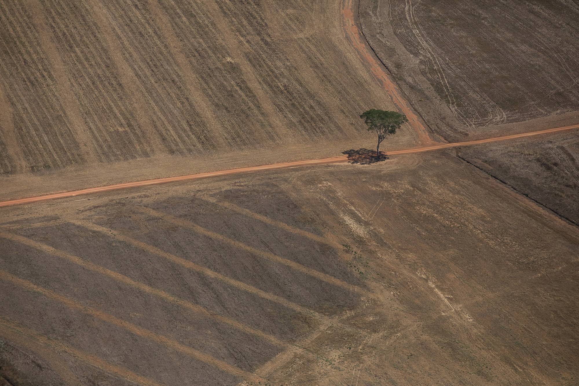 Desmatamento na Amazônia reduz chuvas e compromete produção de grãos no Paraná