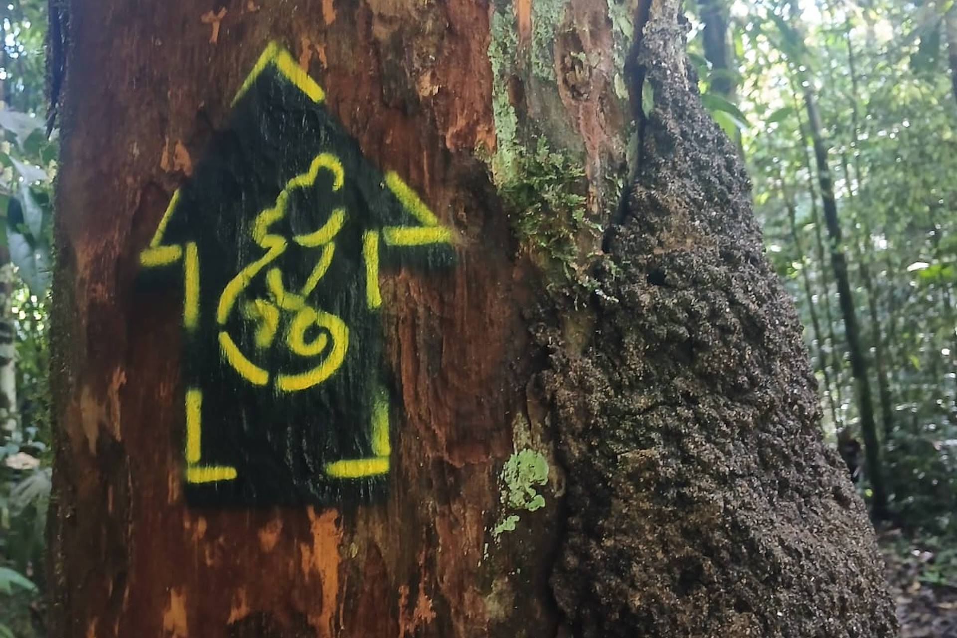 Pegadas amarelas e pretas da Rede Brasileira de Trilhas chegam no maior parque do país