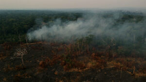 Por que os desmatadores investem em destruir a floresta amazônica – 6: commodities e fatores locais de desmatamento