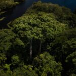 Quase 600 áreas protegidas da Amazônia não registraram desmatamento no primeiro semestre