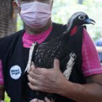 Quatro jacutingas se preparam para reforçar população na natureza