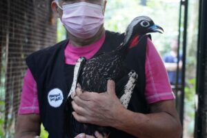 Quatro jacutingas se preparam para reforçar população na natureza